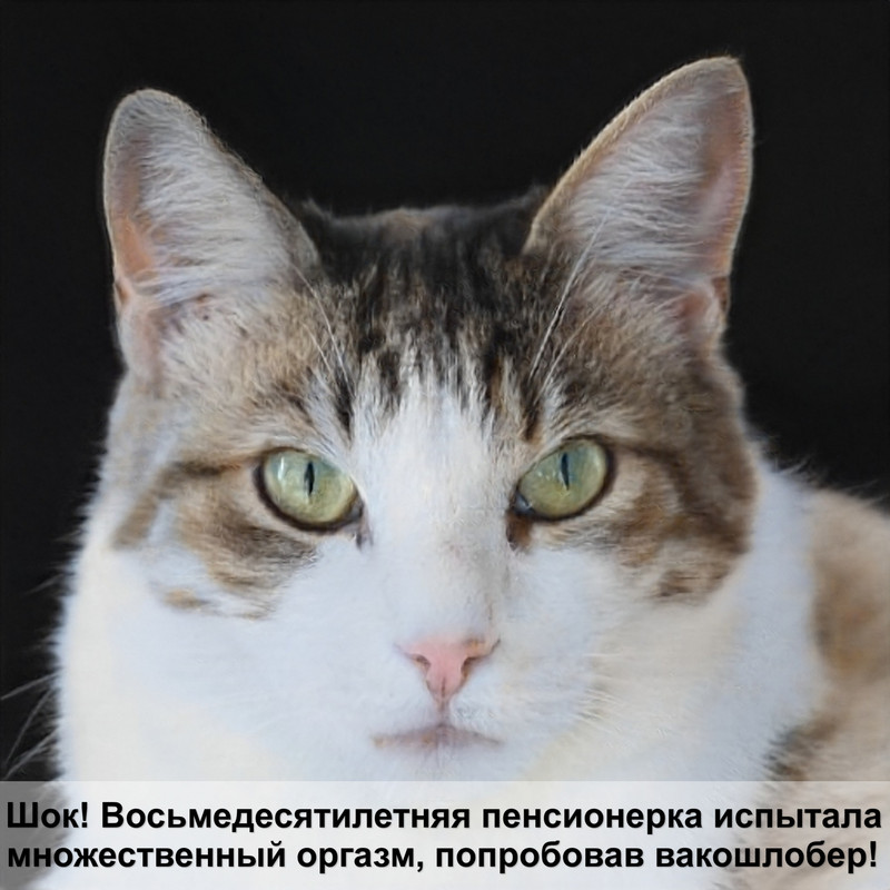 порода кошек без хвоста