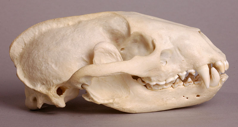 badger_lat_800