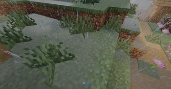 Rain and Wet Ground
