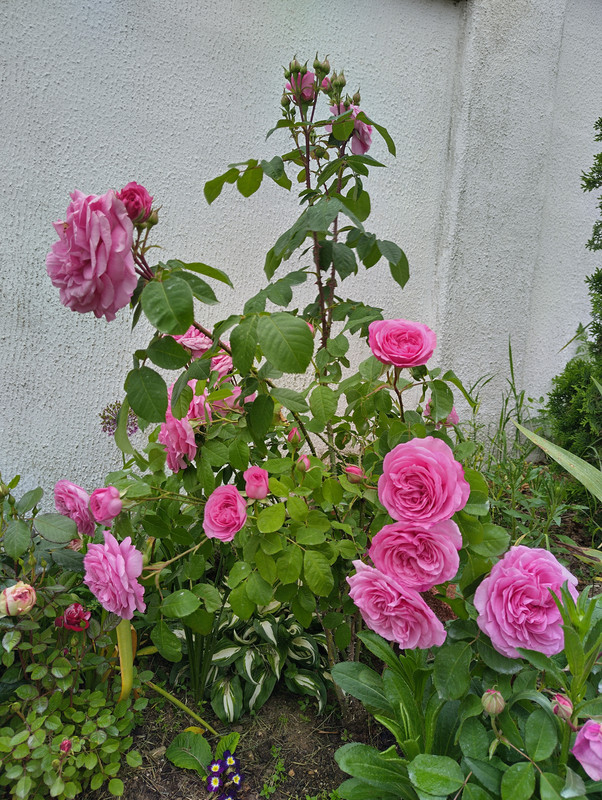 IMG_20230527_093131_HDR