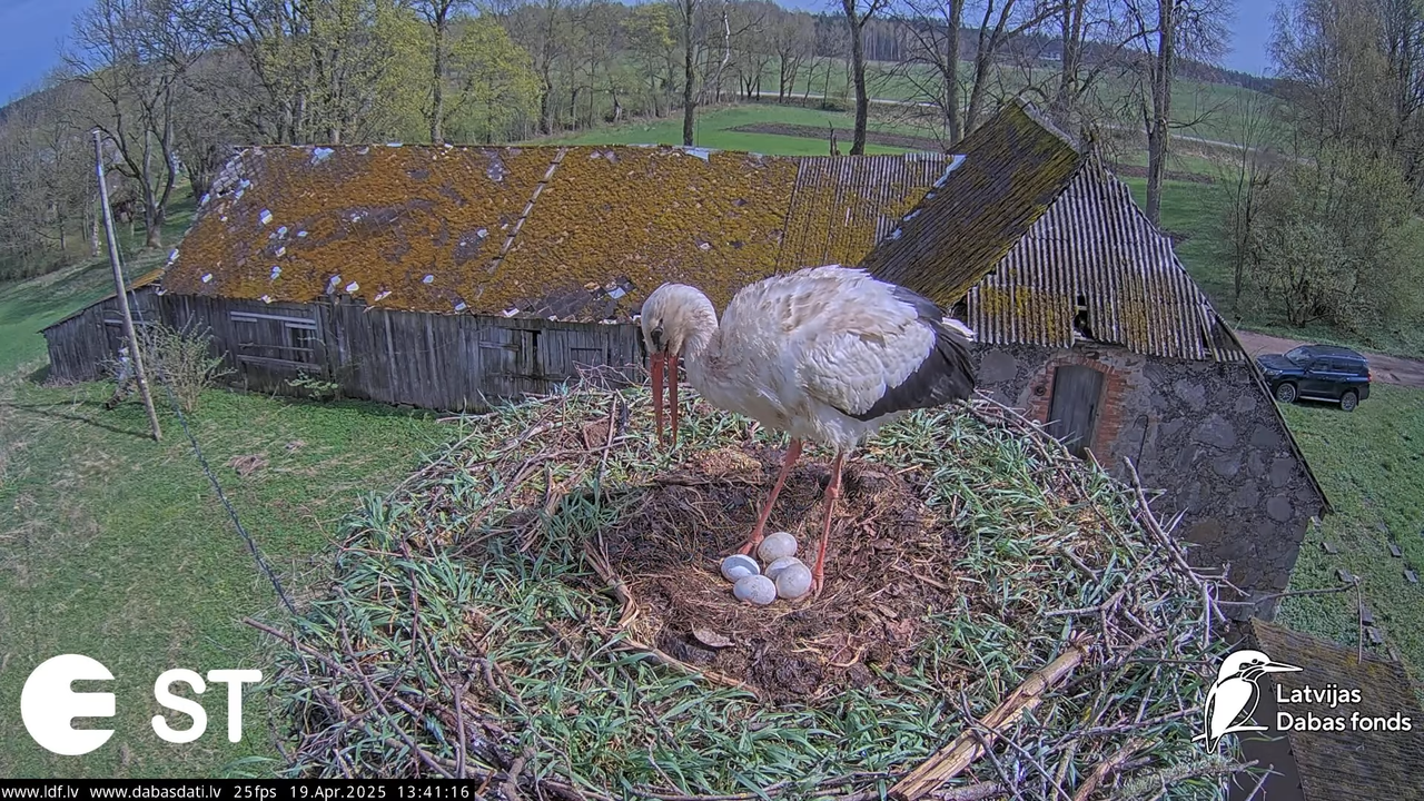 (35) Baltie stārķi (Ciconia ciconia) Tukuma novadā __ White storks in Tukums, Latvia - YouTube - 813