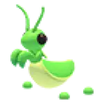 Praying Mantis
