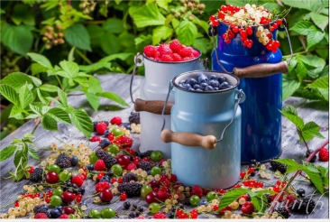 Berries-golubmka-raspberries-currants-go