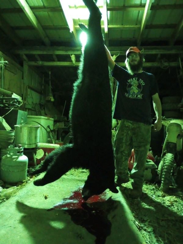Nicks bear
