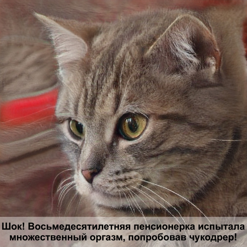 персидская кошка шоколадного окраса