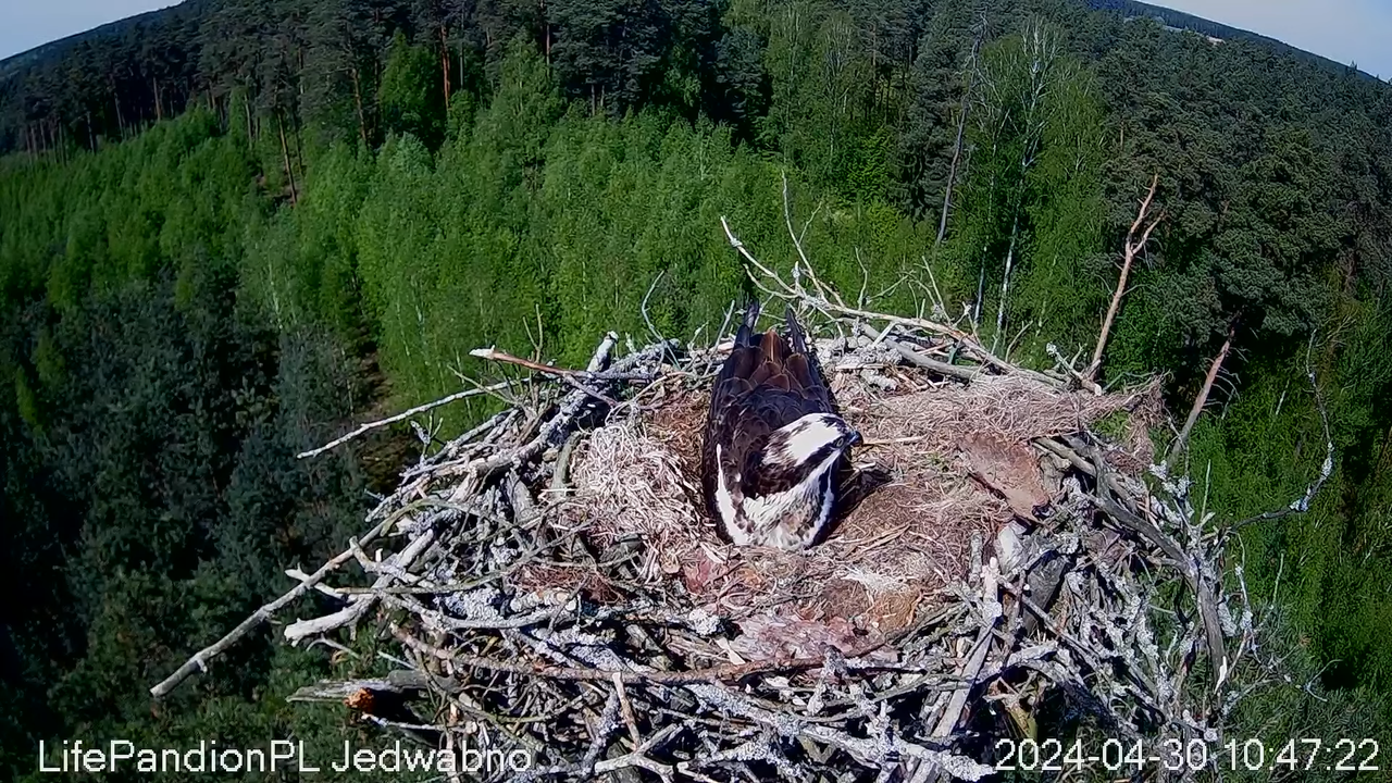 Rybołowy Online Puszcza Napiwodzko-Ramucka _ Ospreys Online in Napiwodzko-Ramucka Forest 1-8 screens