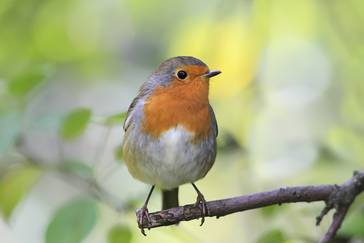 American Robin Bird