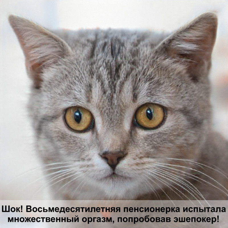 ориентальная кошка шерсть