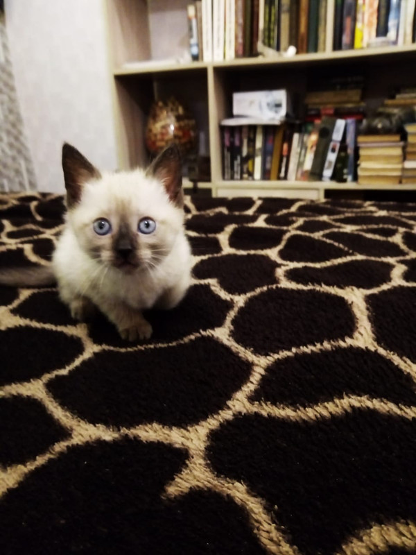 WhatsApp Image 2020-08-06 at 10.05.27