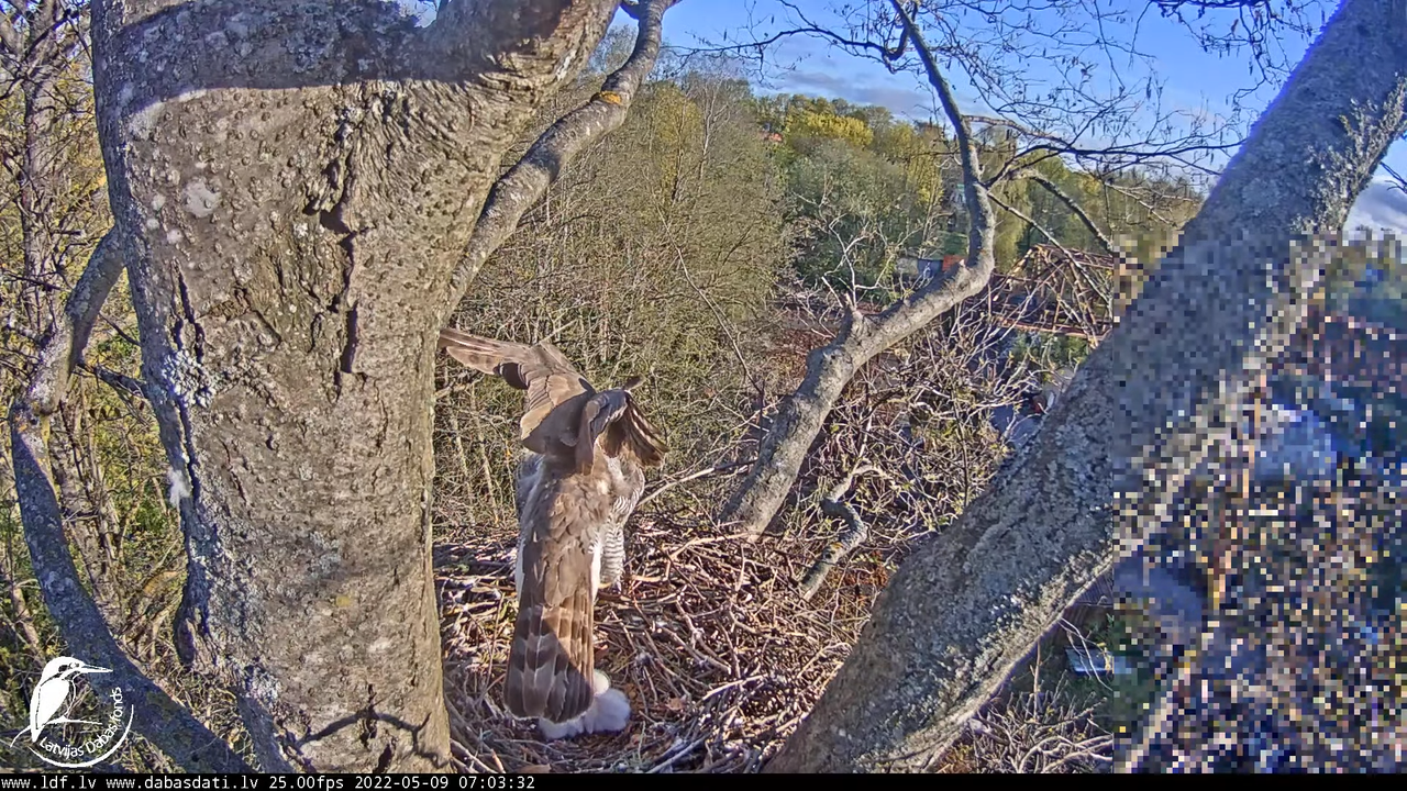 Vistu vanags (Accipiter gentilis) Rīgā - LDF tiešraide __ Goshawks, Riga, Latvia 10-28-32 screenshot