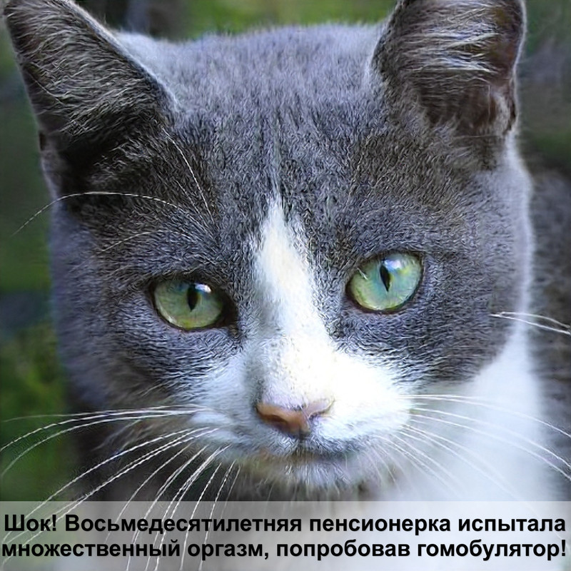 профилактика глистов у кошек