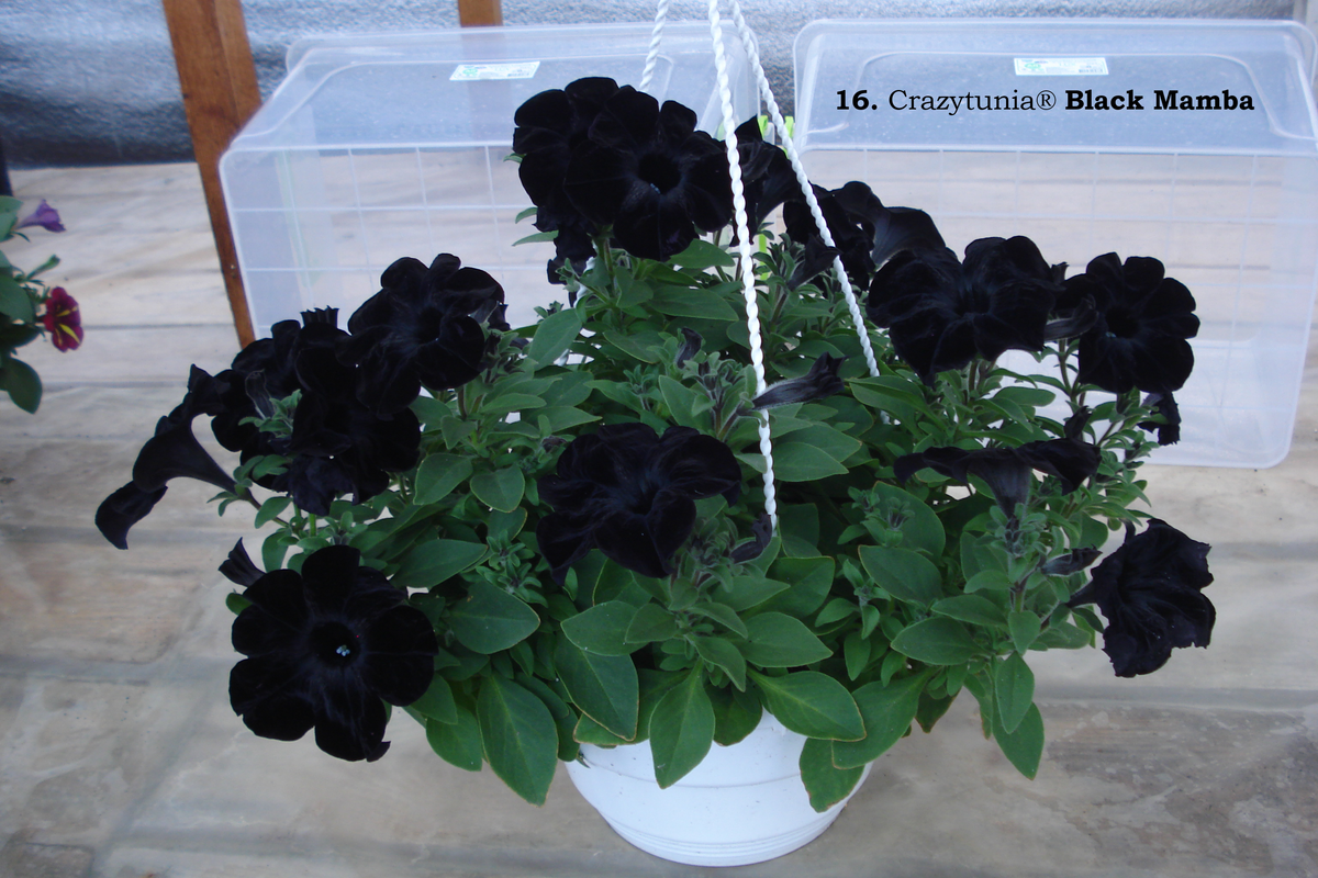 16. Crazytunia® Black Mamba (1)