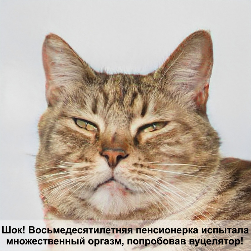 вывих лапы у кошки