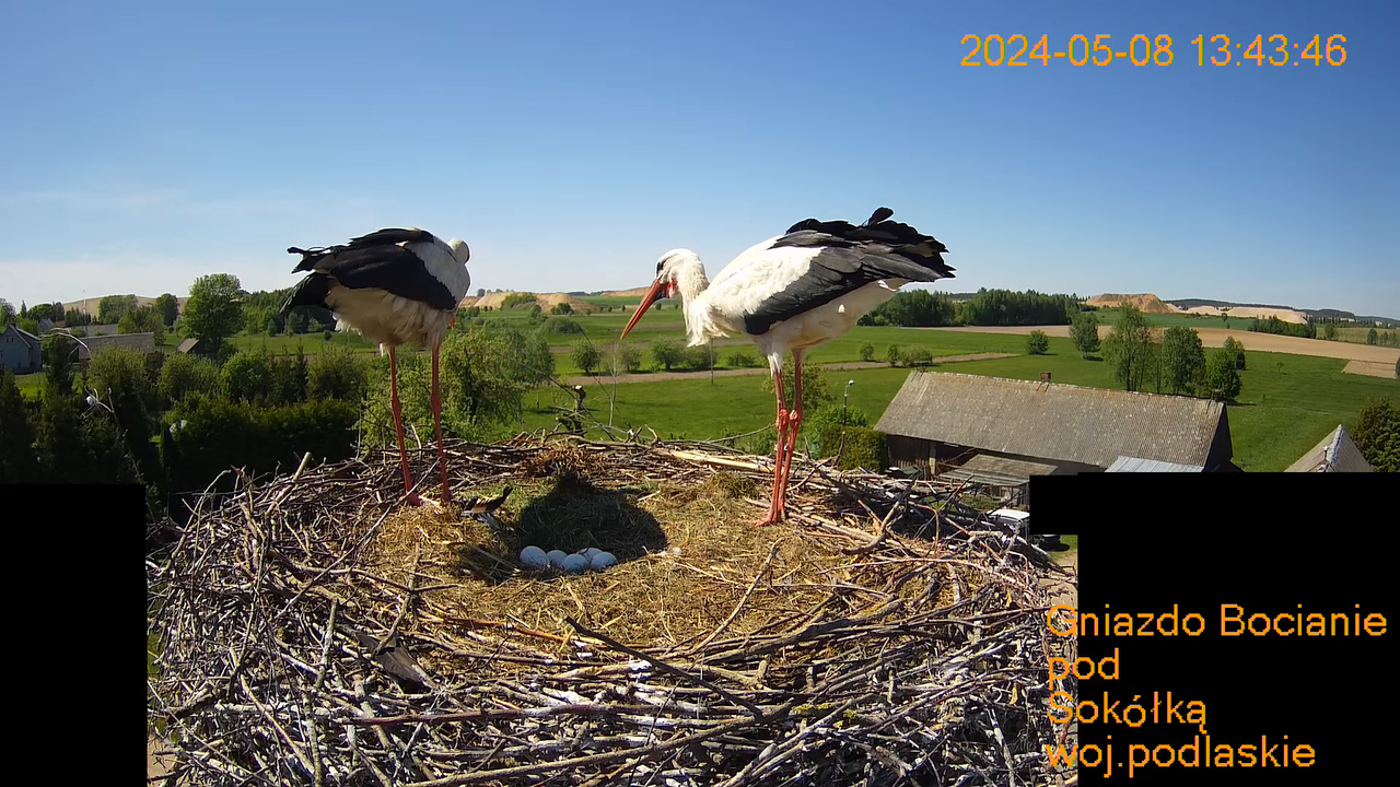 Stārķu ligzda netālu no Sokółkas — tiešraidē. 4-0-53 screenshot