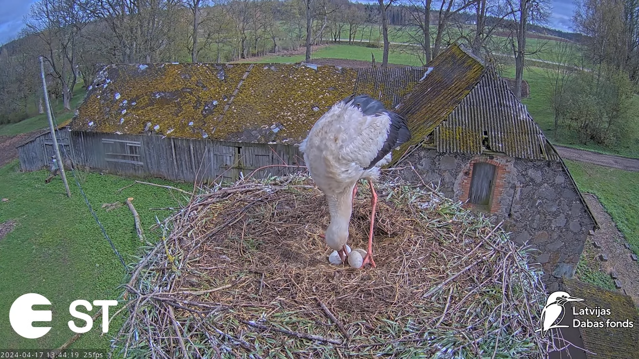 Baltie stārķi (Ciconia ciconia) Tukuma novadā - LDF tiešraide __ White storks in Tukums, Latvia 9-33