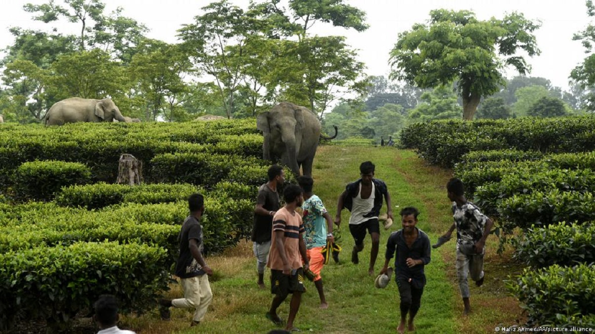 India ve más ataques mortales de elefantes a medida que se reducen los hábitats