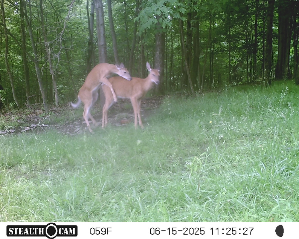rut