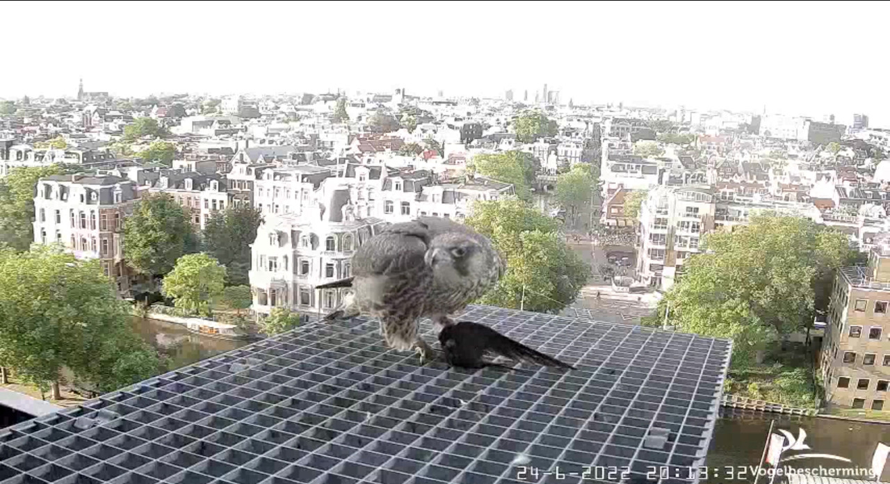Amsterdam/Rijksmuseum screenshots © Beleef de Lente/Vogelbescherming Nederland - Pagina 32 Video-2022-06-24-201601-Moment-9