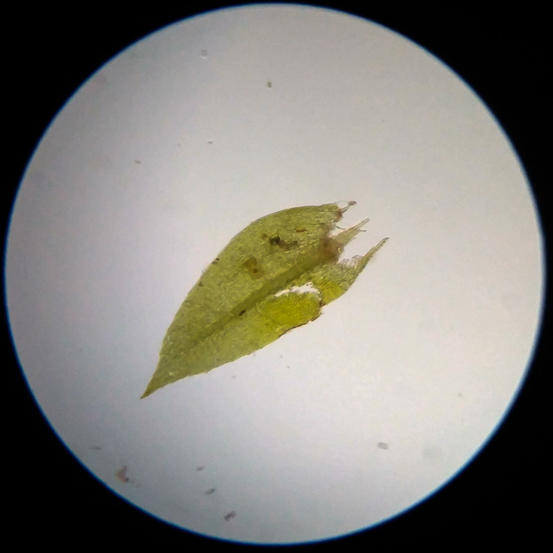 IMG 20250617 114304 HDR