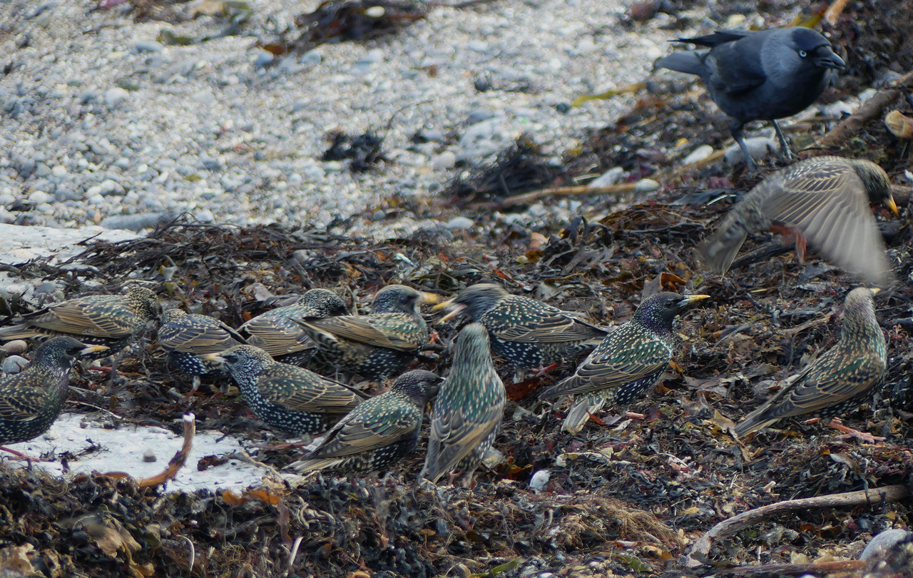 STARLINGS 1