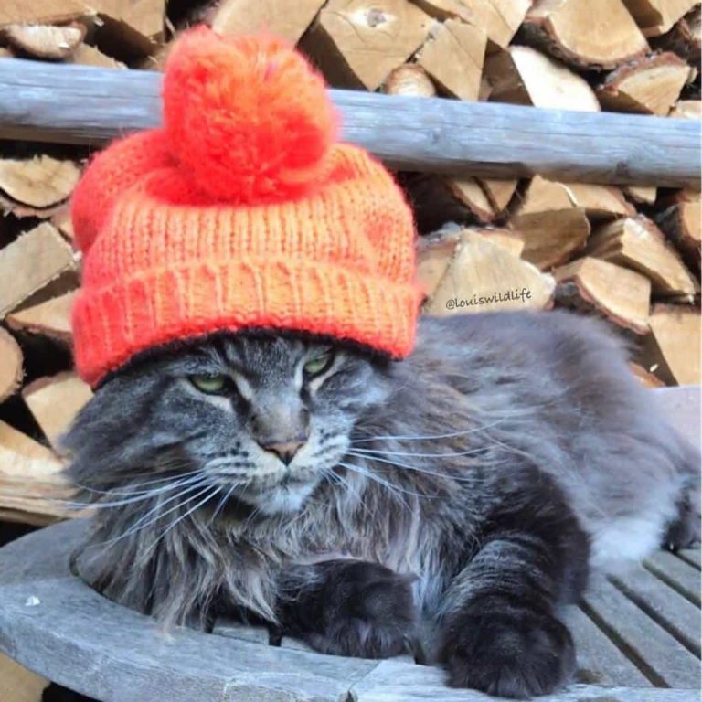 16 миловидных животных, которые своими повадками очень похожи на людей