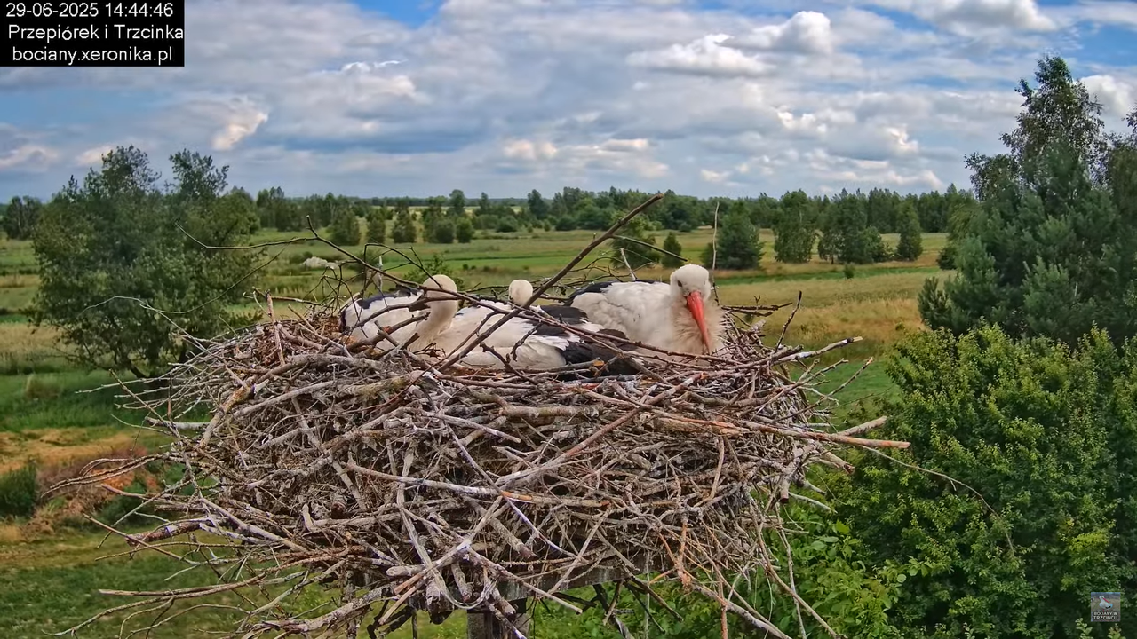 29062025bociany43