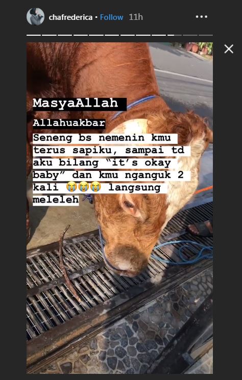 Sapi Chacha Frederica