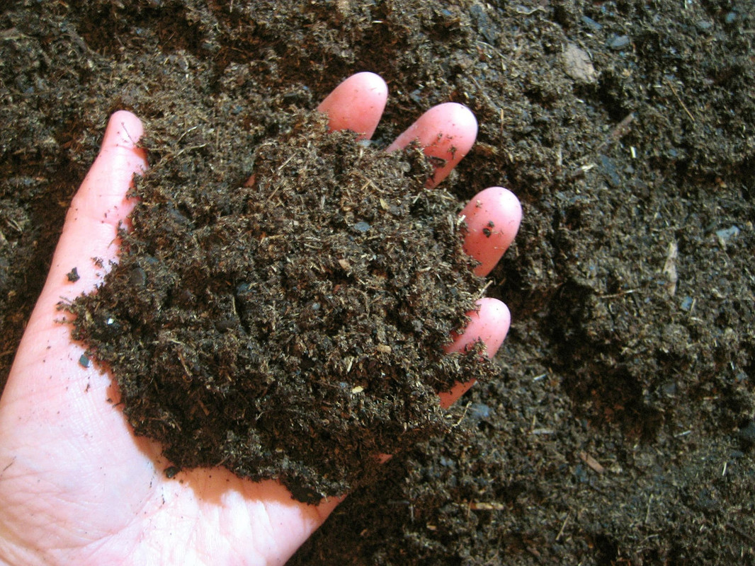 nitrogen-for-adenium-caudex.jpg
