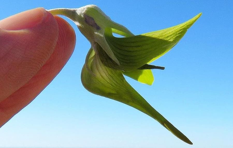 Интересные факты про Зелёный цветок колибри - удивительная Crotalaria cunninghamii Интересные факты про Зелёный цветок колибри - удивительная Crotalaria cunninghamii