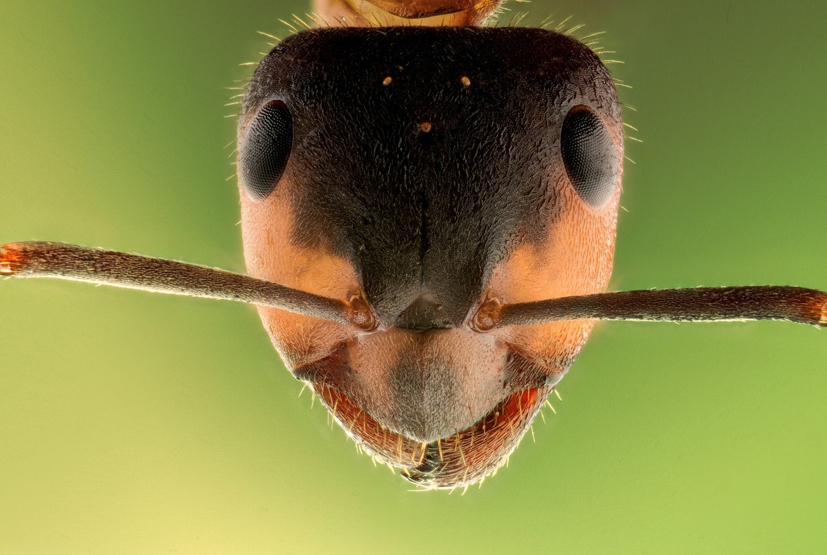 brown-ant-macro-new.jpg