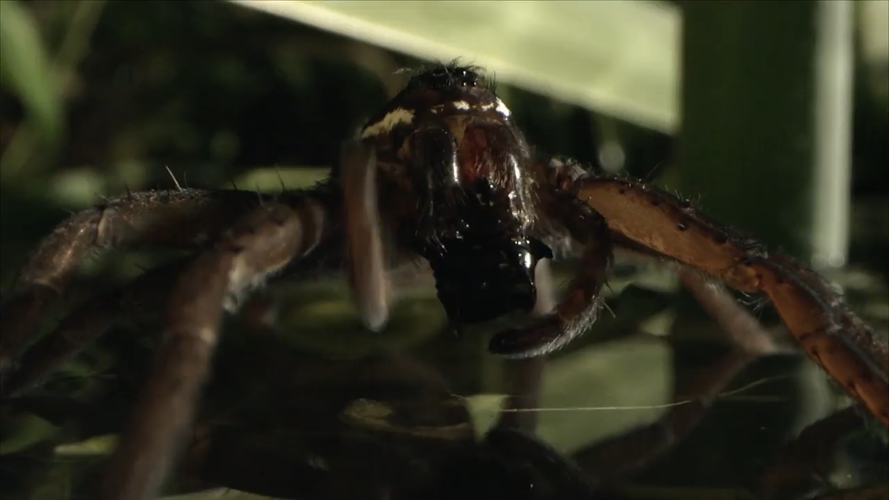 Europe's New Wild (2021) Season 1 [Hindi + Tamil + Telugu + English] WebRip 480p 720p ESub - Complete Screenshot