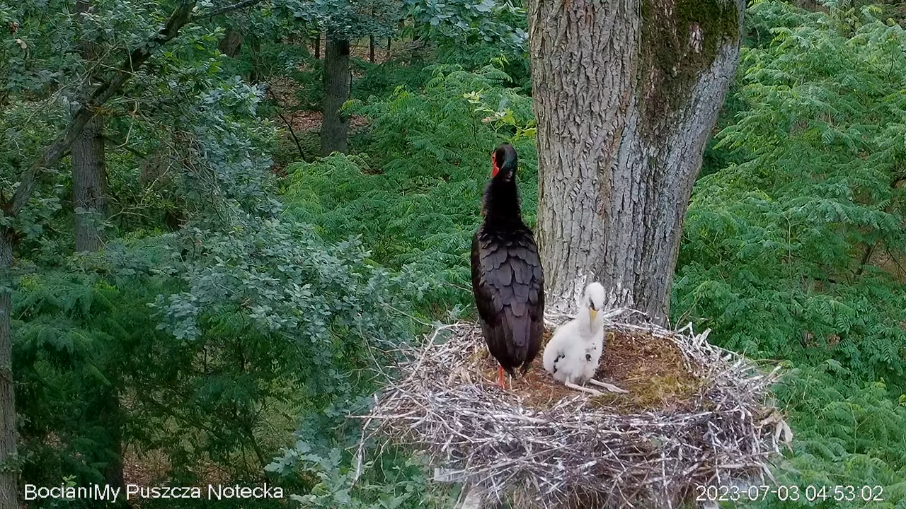 Melnais stārķis Online Puszcza Notecka _ Black stork Online Notecka Forest 8-30-37 screenshot