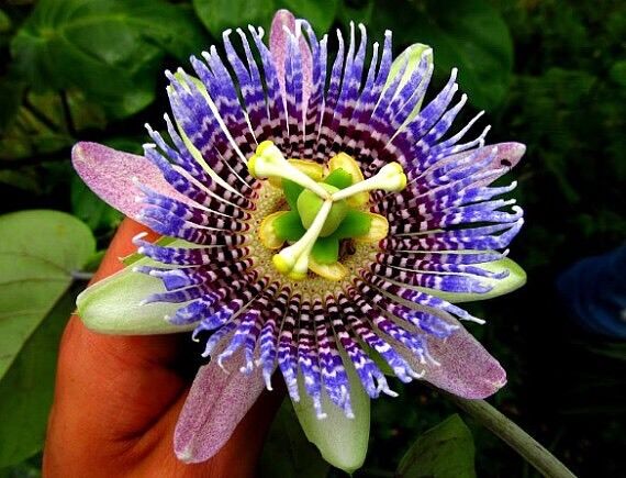 Passiflora-Ligularis aka Sweet-Granadilla Flower