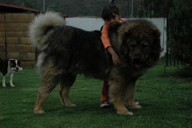 Caucasian-Shepherd-1.png