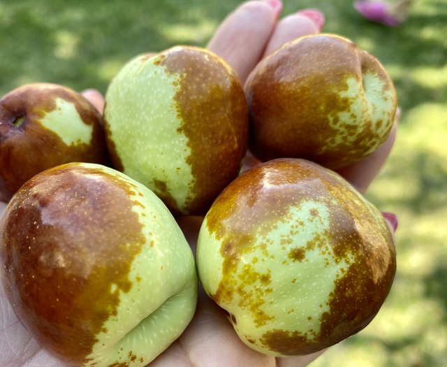 [Image: AEF881-A0-D612-4856-A6-FE-E6-EC91-C86532.jpg]