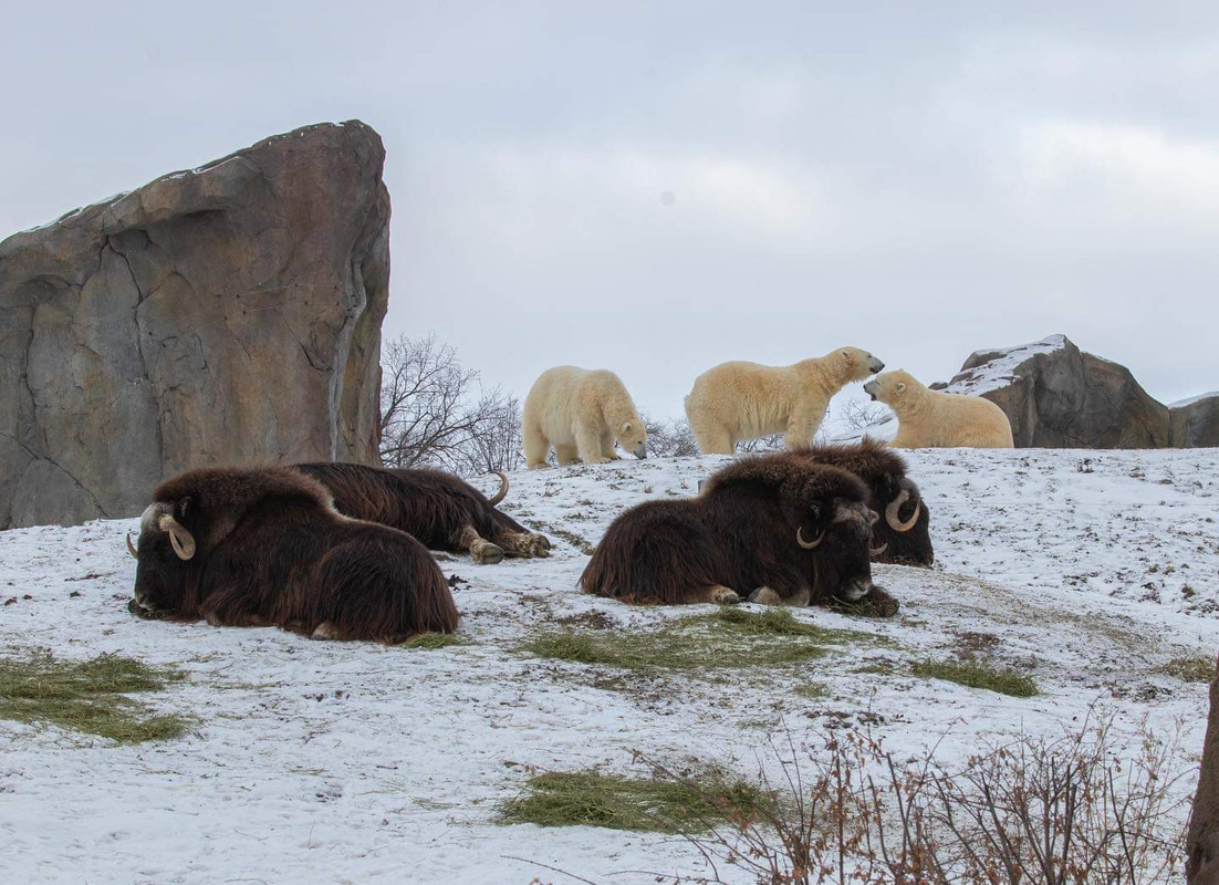 Polar Bears and Muskoxen