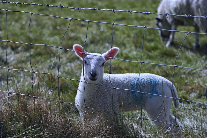 animals-lamb-fence-HD.jpg