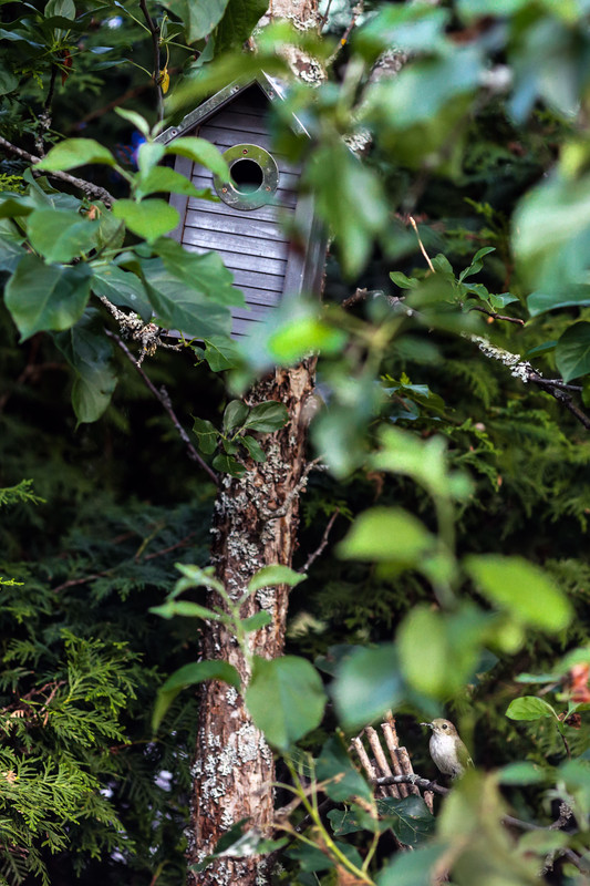 Balia nera (Ficedula hypoleuca)