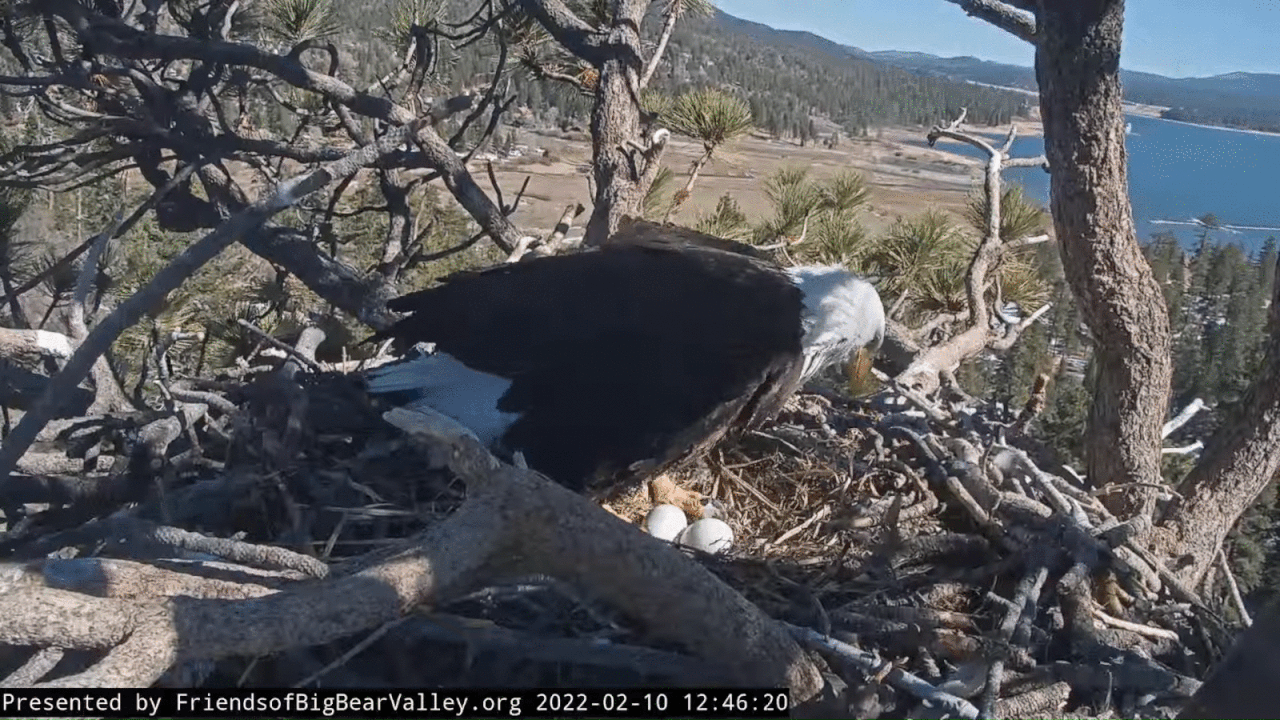 Webp.net-gifmaker (7)