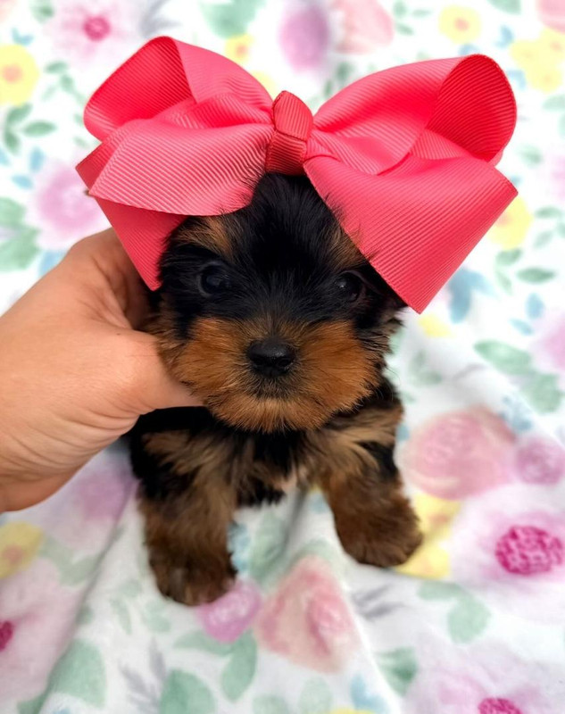 Blonde Yorkie