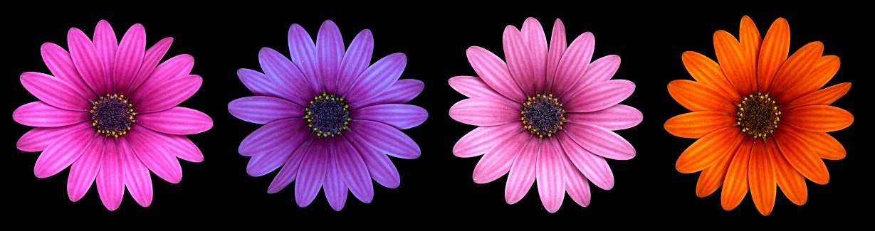 multidaisies.jpg