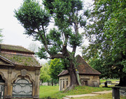 Mollerlinde am Nikolaifriedhof