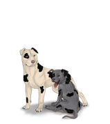 pittiepupadultblackblotch