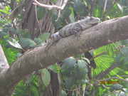 IMG-1042