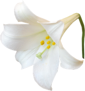 Winter-White-Elements-174