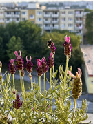 IMG-7156