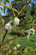 Eucalyptus - Stránka 3 DSC-0056
