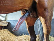 https://i.postimg.cc/wtTbTWc4/14059-artist-Mister-ED-balls-horsecock-sheath-stallion.jpg