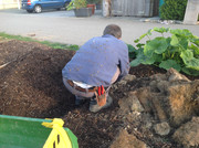 Kompostmiete Aus Drei mach Eins 2.Okt. 2015 (20)