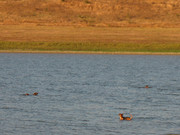 Teknival BG 2013 (109)